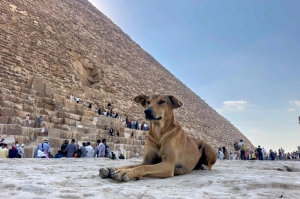 After Apollo’s ascent to great pyramid, Giza’s stray dogs become new tourist draw (VIDEO)