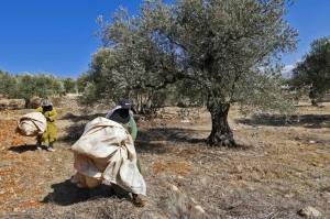 Defiance and resilience: Lebanese farmers harvest olives amid war’s shadow