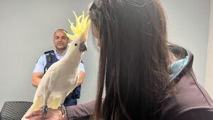 'Early Christmas miracle' - Pepper the cockatoo found in Porirua