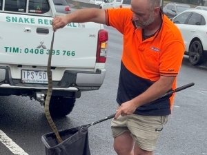 Melbourne highway horror: Driver finds deadly tiger snake slithering up her leg