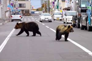 A sticky end: Honey trap ends bear’s supermarket spree in Japan but mercy is off the table