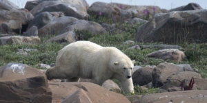 How deep is your love? Canada man attacks polar bear to save wife