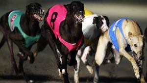 Govt announces plan to end greyhound racing in NZ