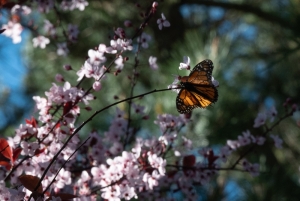 Once-common monarch butterfly faces extinction as US launches bid for endangered species status