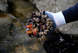 Barnacle blues: Spain’s Christmas delicacy at risk as climate change and poaching take a toll