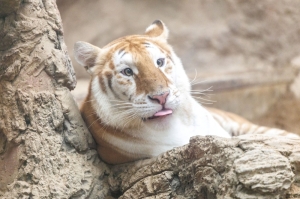 Double the cute: Ava and Luna, Thailand’s golden tigress twins, are social media’s next big stars