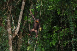 ‘Monkey paradise’: Cameroon islands offer safe home for orphaned chimps