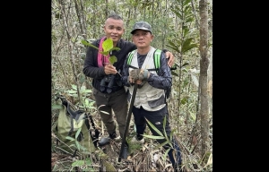 Botanists rediscover rare Sabah tree in coffee family in Meliau forest after 20 years