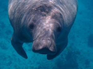 Saving the sea cows: The Cameroonian scientist on a mission to protect Africa’s vulnerable manatees