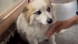 Saving Pudding: The dog orphaned by the Jeju Air tragedy (VIDEO)