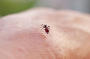 Has science gone too far? OZ scientists trial mosquitoes with ‘toxic semen’ to combat spread