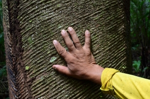 Amazon’s rubber revival: A legacy reborn to protect the forest