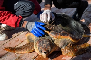 Inside Tunisia’s pioneering floating clinic for injured sea turtles