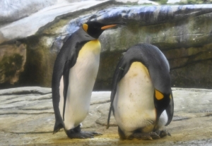 Not-So-Happy Feet: Divorce increasingly hits Phillip Island penguins