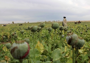 Chinese boy calls cops on dad’s illegal poppy stash after being scolded for incomplete homework